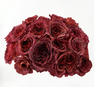 Ecuador - R RAZZMATAZZ Exclusive 50cm