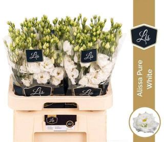 EUS G ALISSA PUR WHITE 70cm - D