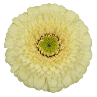 GE MB DOTTI IVANI 50cm - D