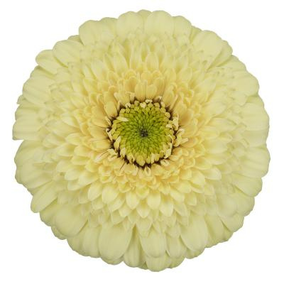 GE MB DOTTI IVANI 50cm - D