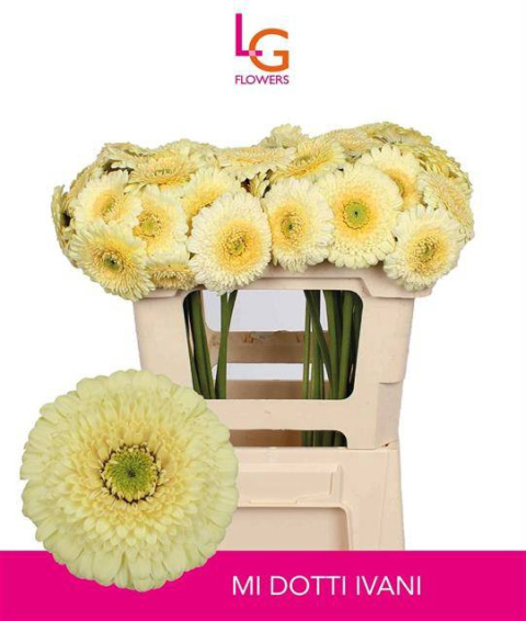 GE MB DOTTI IVANI 50cm - D