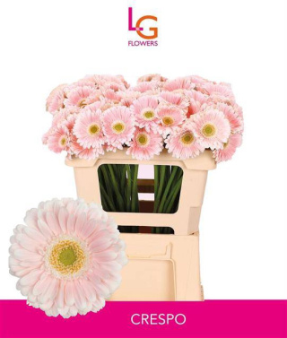 GE MI CRESPO 50cm - D