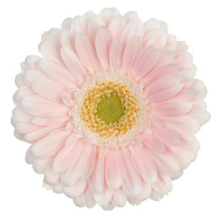 GE MI CRESPO 50cm - D