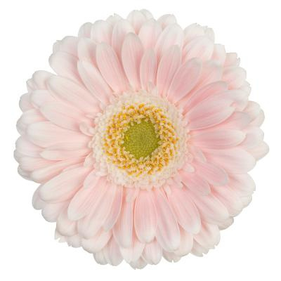 GE MI CRESPO 50cm - D