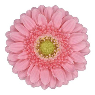 GE MI JUNA 50cm - D