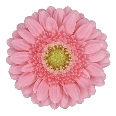 GE MI JUNA 50cm - D