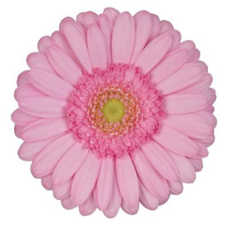 GE MI KIMSEY 50cm - D