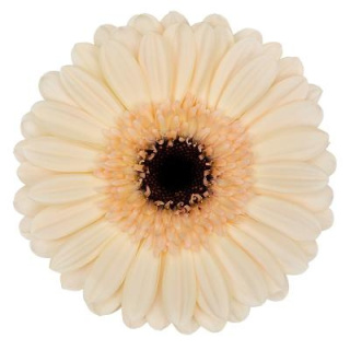 GE MI MINDSET/CAFE - Diamond 45cm