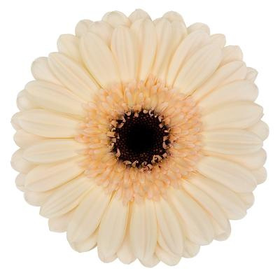 GE MI MINDSET/CAFE - Diamond 45cm