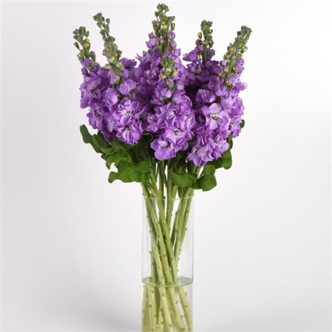 MATTH MATHILDA LAVEN 65cm - D