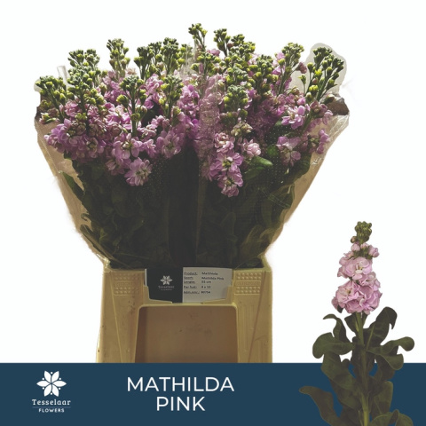 MATTH MATHILDA PINK 60cm - D