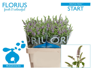Ment Fresh Start 50cm - D