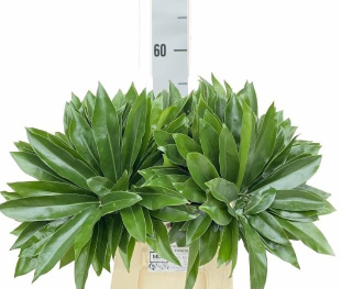 PHILOD FUN BUN 55cm - D