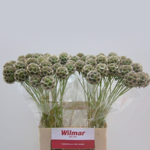 SCABIOSA STELLATA ZD 60cm - D