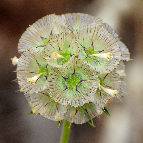 SCABIOSA STELLATA ZD 60cm - D