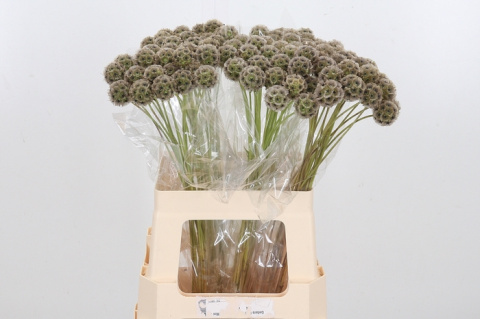SCABIOSA STELLATA ZD 60cm - D