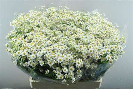 TANA PA SINGLE VEGMO 65cm - D