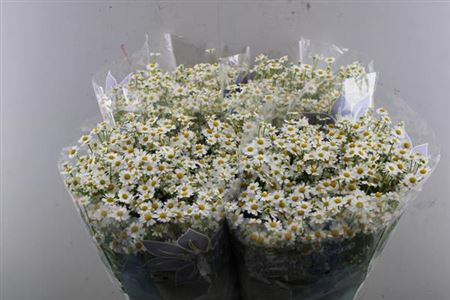 TANA PA SINGLE VEGMO 65cm/700G - D