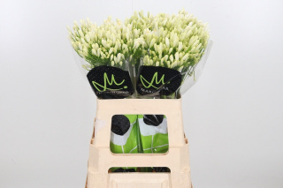AGAP GLETSJER WHITE 70cm - D