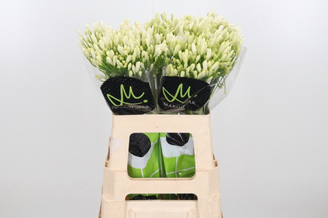 AGAP GLETSJER WHITE 70cm - D