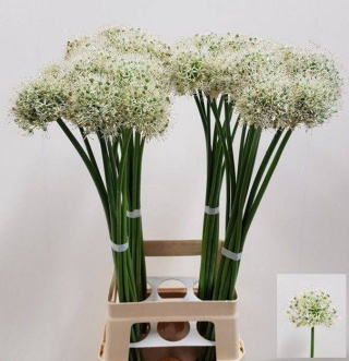 ALLIUM OV WHITE 80cm - D