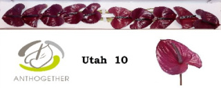 ANTH A UTAH 10 FL 45cm - D