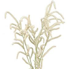 Amaranthus Yearming Desert 60cm - D