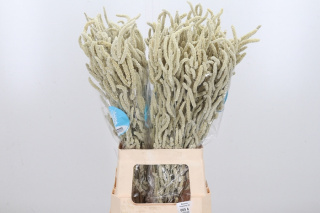Amaranthus Yearming Desert 60cm - D
