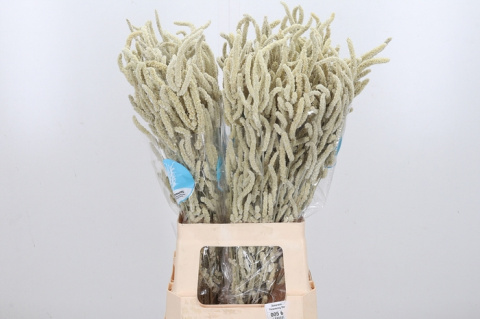 Amaranthus Yearming Desert 60cm - D