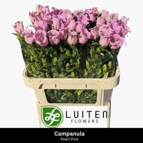 CAMP M PEARL PINK 75cm - D