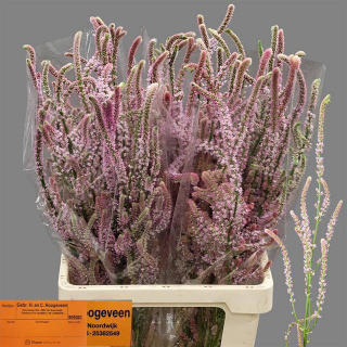 PSYLLIOSTACHYS SUWOR 75cm - D