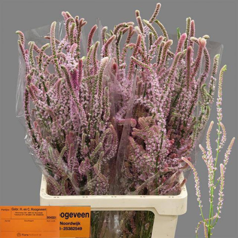 PSYLLIOSTACHYS SUWOR 75cm - D