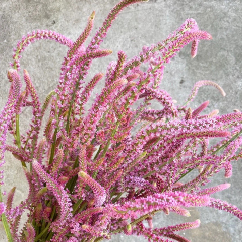 PSYLLIOSTACHYS SUWOR 75cm - D