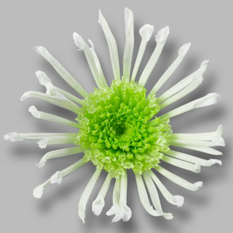CHR S ANURA GREE 55cm - D