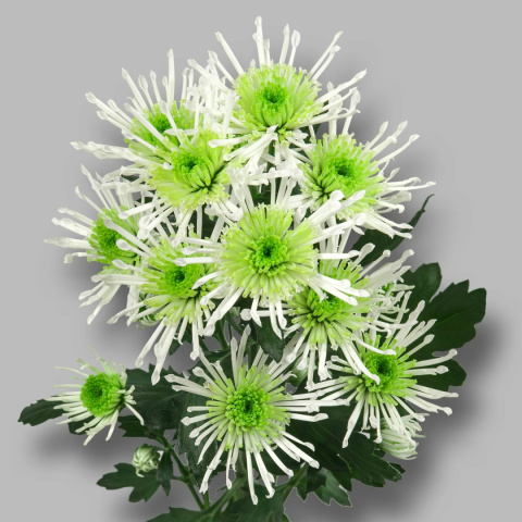 CHR S ANURA GREE 55cm - D