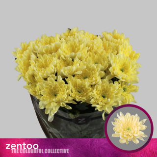 CHR T BALTICA CREAM 70cm/105g - D
