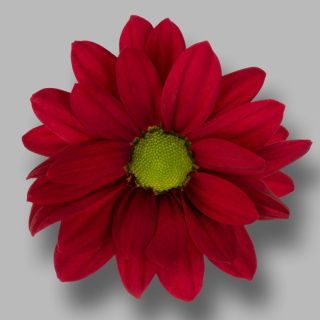 CHR T RUBY STAR 70cm/90G - D