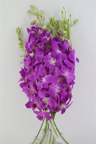 Dendro OV Queen Pink 50cm - D