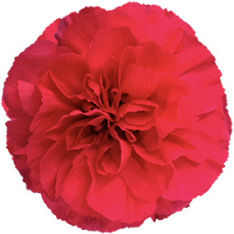 Di St Bach Hot Pink - Kolumbia