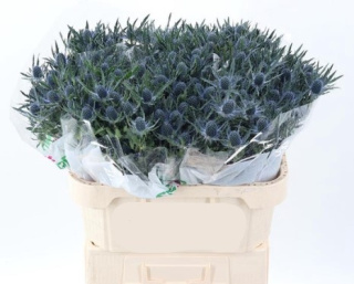 ERYN MAG BLUE LAGOON 50cm - D