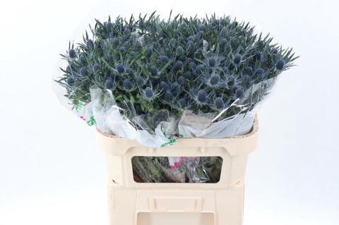 ERYN MAG BLUE LAGOON 50cm - PROMO