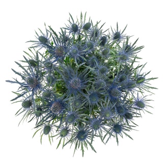 ERYN MAG BLUE LAGOON 70cm - D