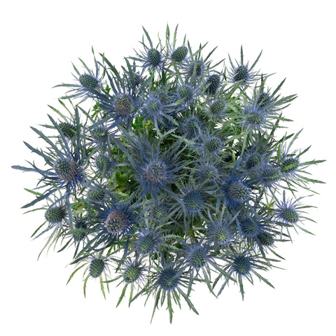 ERYN MAG BLUE LAGOON 50cm - PROMO