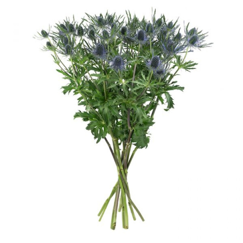 ERYN MAG BLUE LAGOON 50cm - PROMO