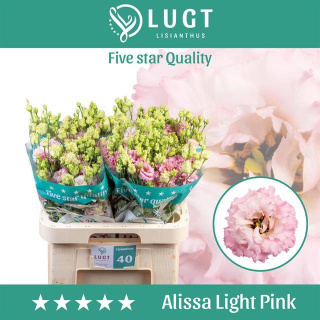 EUS G ALISSA LIGH PINK 72cm - D