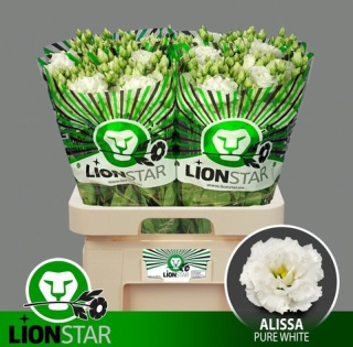 EUS G ALISSA PURE WHITE 72cm - PROMO