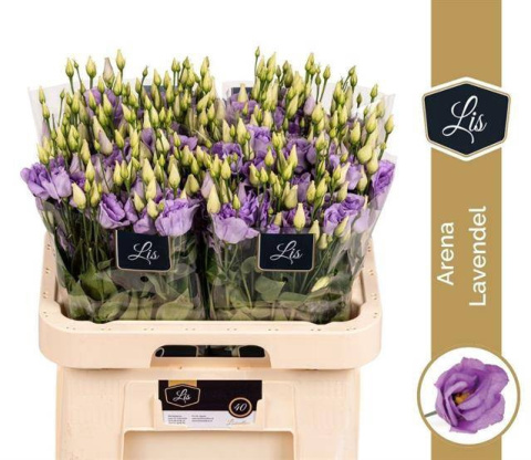 EUS G ARENA LAVENDER 70cm - D