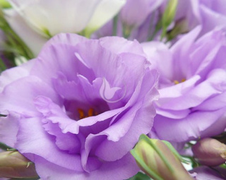 EUS G ARENA LAVENDER 70cm - D