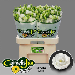 EUS G ROSI WHITE 70cm - D