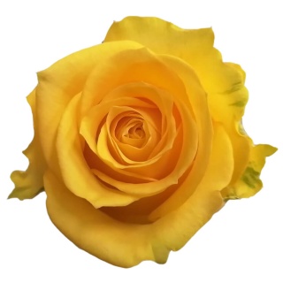 Ecuador - R Super Sun 50cm